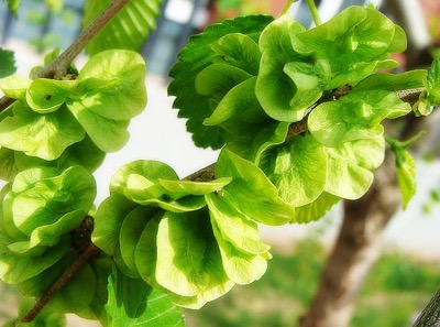 榆荚:为榆科植物榆的果实,圆形钱状,也叫榆钱.1,治小儿痫疾,小便不畅.